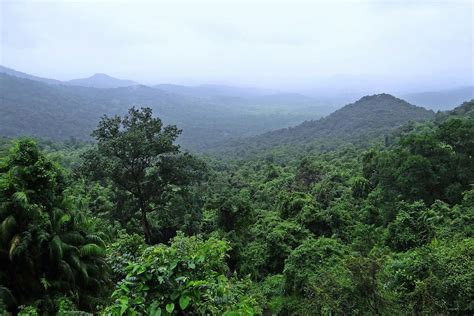 North Western Ghats Montane Rainforests | One Earth