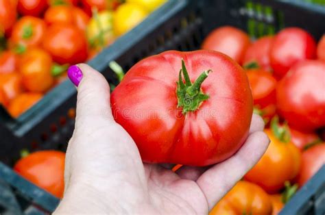 Female Hand Holds Red Tomato, Harvesting. Photo Stock Image - Image of harvest, hands: 158194653