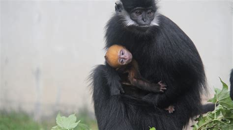 Memphis Zoo welcomes new baby monkey