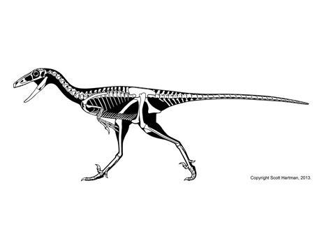 Troodon | Tyrannosaurus, Drawing