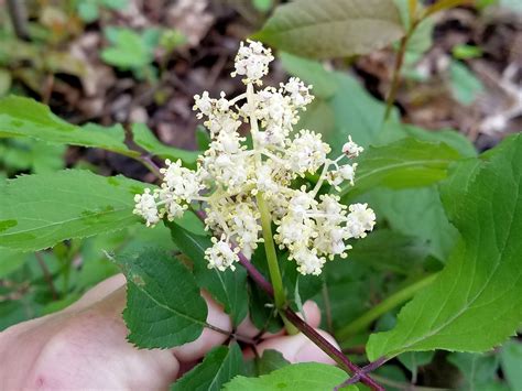 Red Elderberry: Wildflower Wednesday - Eco Save Earth