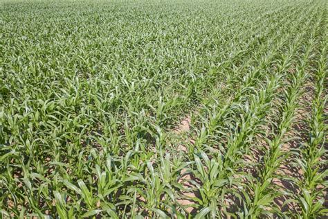 Aerial View of a Green Corn Field. Corn Aerial Stock Image - Image of farm, cornfield: 118727499