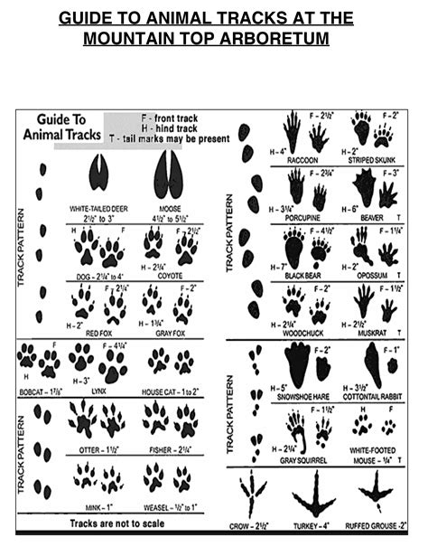 Animal Tracks — Mountain Top Arboretum