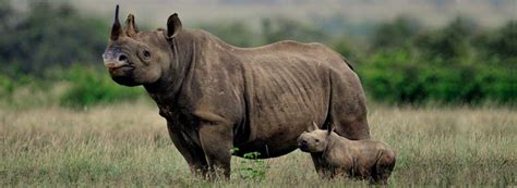 Newborn Black Baby Rhino - Kenya's Redeemer - Private Safaris East Africa