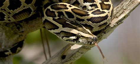 Burmese Python - Everglades National Park (U.S. National Park Service)