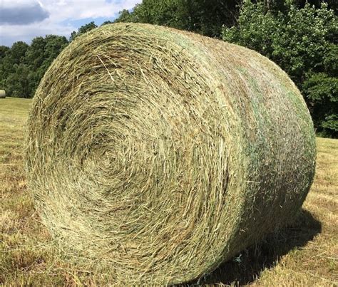 Timothy Hay bales for sale - Buy Premium Timothy Grass wholesale supplier