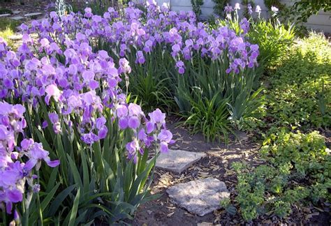 Irises surrounding a stone path. | Iris garden, Plants, Iris flowers