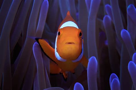 Finding Nemo put clownfish on the map, now we know how they get their stripes | Hiswai