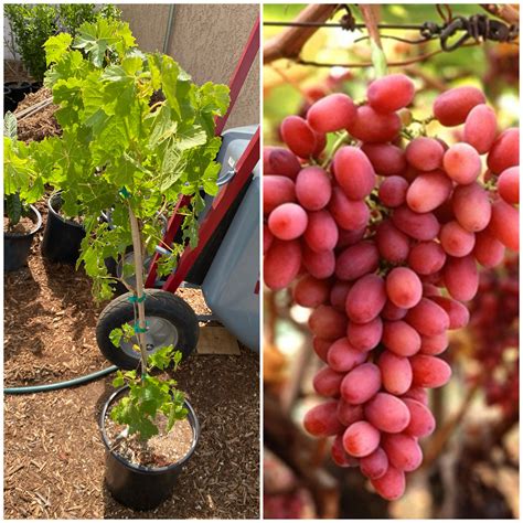 Vitis vinifera 'Crimson Seedless' (Crimson Seedless Grape) - 5 gallon | Spadefoot Nursery