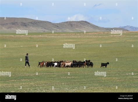 goatherd Stock Photo - Alamy