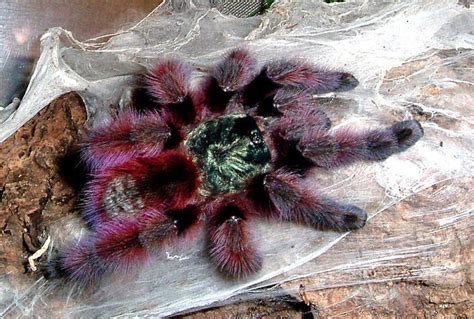 Antilles pinktoe tarantula - Alchetron, the free social encyclopedia