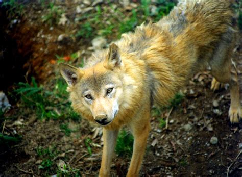 Animals of the world: Himalayan wolf