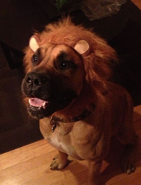 Lion dog- South African mastiff