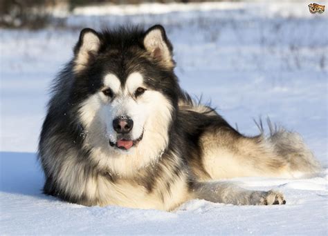 Alaskan Malamute | Alaskan malamute puppies, Malamute puppies, Malamute dog