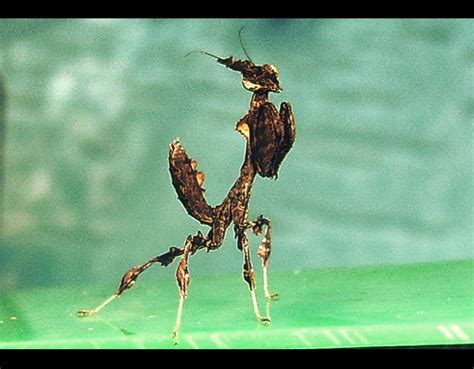 ghost mantis 3 by michaelangelo666 on DeviantArt