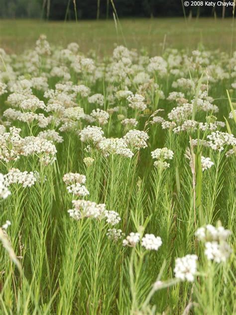 Asclepias verticillata (Whorled Milkweed): Minnesota Wildflowers