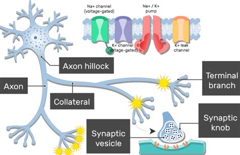 Axon - Structure and Functions | GetBodySmart