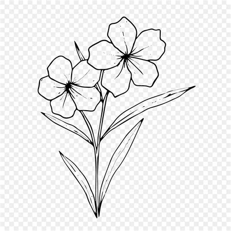 Beautiful Flower Sketch, Flower Drawing, Flower Sketch, Flower PNG and Vector with Transparent ...