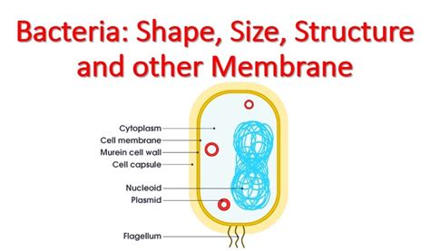 Bacteria: Shape, Size, Structure and other Membrane - Microbiology Notes