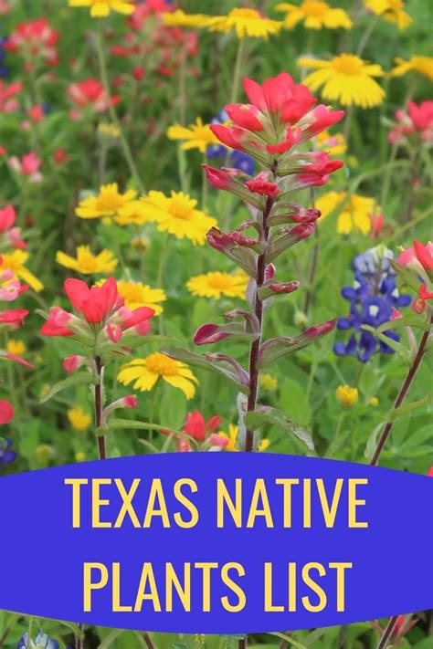 Texas Native Plants List: 19 Lovely Lonestar Wildflowers