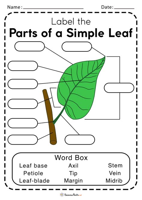 Leaf Anatomy Worksheets - Free Printable Worksheet