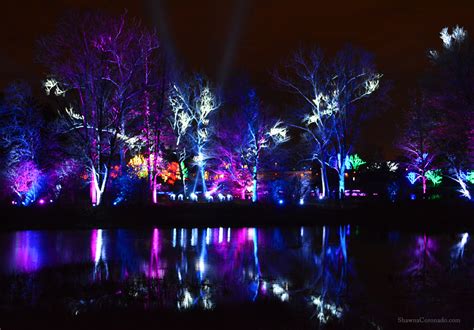 Holiday Lights at Morton Arboretum Illumination - Shawna Coronado