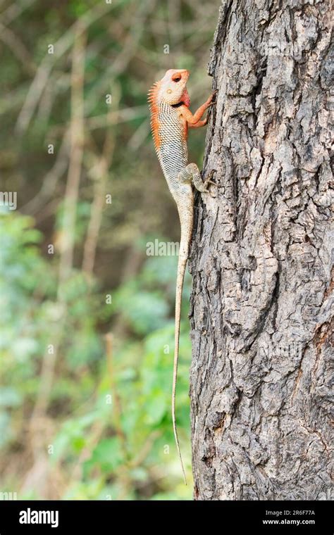 Breeding plumage Changable garden lizard, Calotes versicolor at Satara ...