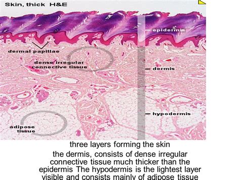 Dense Irregular Connective Tissue Skin