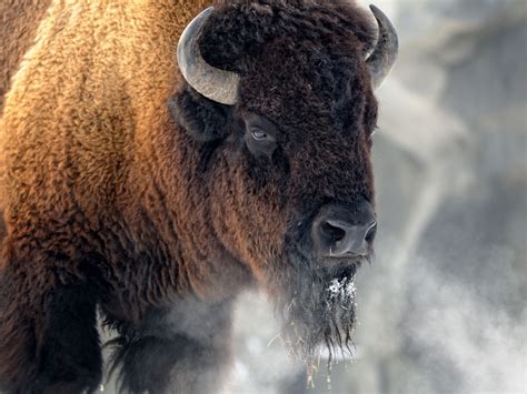 Buffalo Spirit Animal - Wild Gratitude