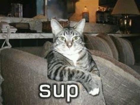 Dude since when do cats say sup | Funny cat photos, Funny cat memes ...