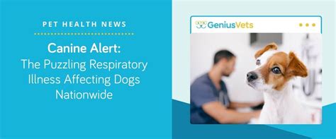 Canine Alert: The Puzzling Respiratory Illness Affecting Dogs Nationwide