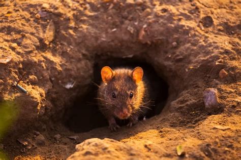 How Do Rats Live Through the Winter? - Plunkett's Pest Control