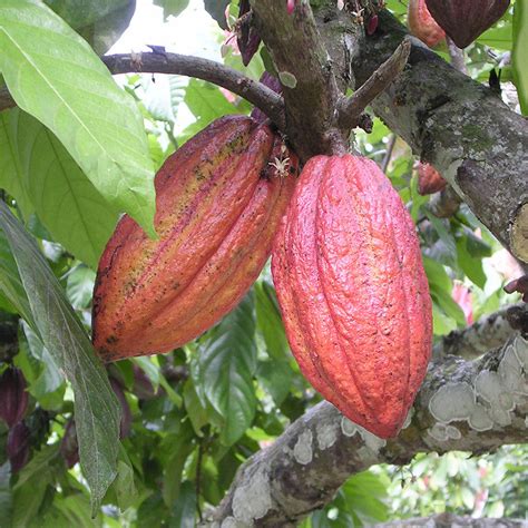 Cocoa/Cacao Fruit - Fruit Plants & Plantation crops | Best Price in ...