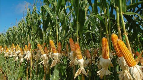 Amazing Agriculture Farm Tecnology - Life cycle of sweet corn Harvest and Processing - YouTube