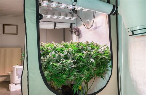 5 Best Grow Tent Reviews for Growing Marijuana Indoors - 420 ...