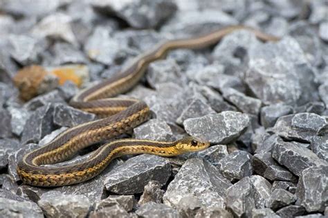 How Big Do Garter Snakes Get (And How Long It Takes to Grow)? - Embora Pets