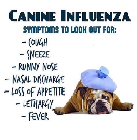 Canine Influenza – Idaho Veterinary Hospital