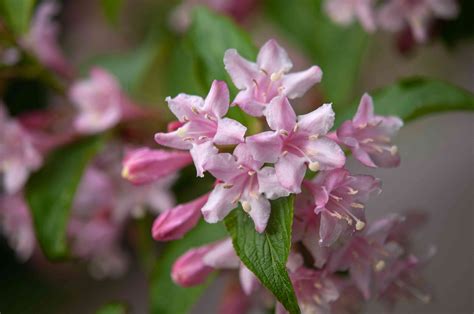 Weigela Bush: Plant Care & Growing Guide