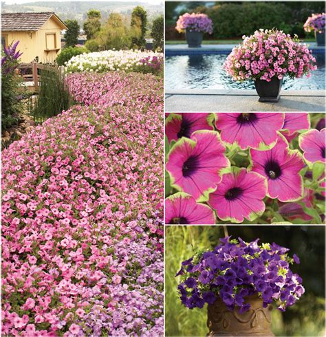 Petunia Supertunia® 'Multiple Varieties' Petunia | Garden Center Marketing