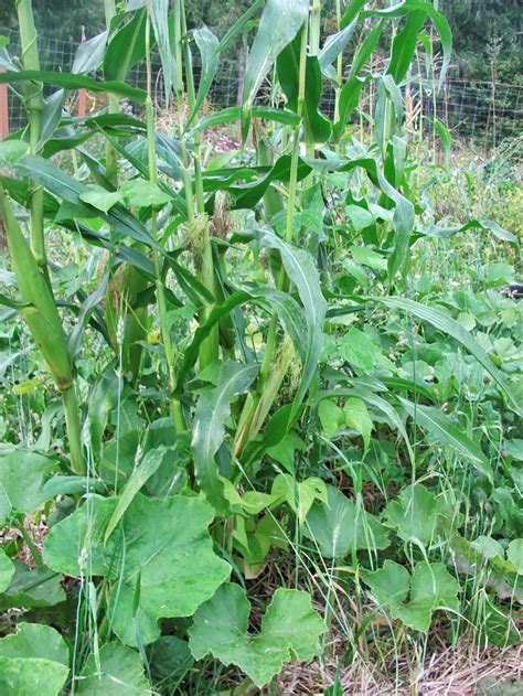 3 Sisters Guild (growing Corn, Squash & Beans Together). | Growing corn, Growing green beans ...