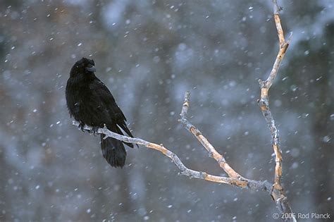 Adult Common Raven, Winter | Rod Planck Photography