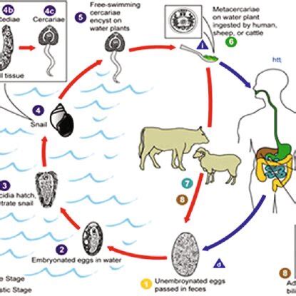 Life Cycle of Trematode Class Endoparasitic Worms (Source ...