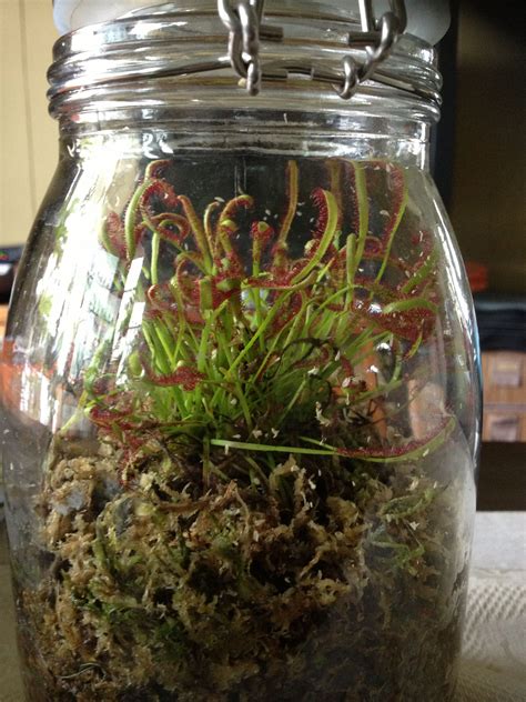 Pitcher Plant - Sundew | Carnivorous plants terrarium, Pitcher plant ...