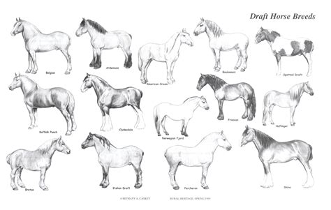 Rural Heritage Draft Horse Breeds Illustration