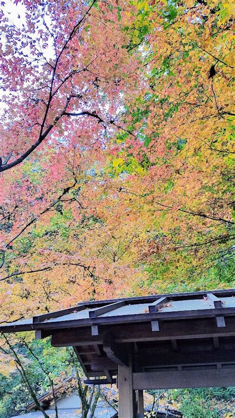 Fall at the Portland Japanese Garden - Pechluck's Food Adventures