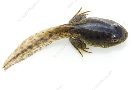 Green frog tadpole - Stock Image - C002/7774 - Science Photo Library