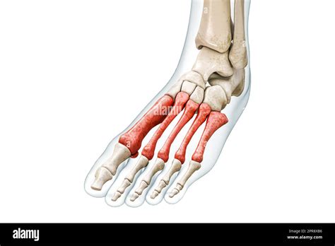 Metatarsal bones or metatarsus in red with body 3D rendering illustration isolated on white with ...