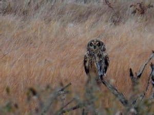 9 Owls in Pennsylvania - Birdwatching Central