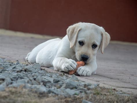 Best Food for Lab Puppy — What Should You Feed Your Labrador?