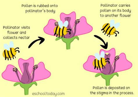 Honey Bee Pollination Diagram